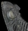 Aesthetic, Hollardops Trilobite - Excellent Eyes #57776-4